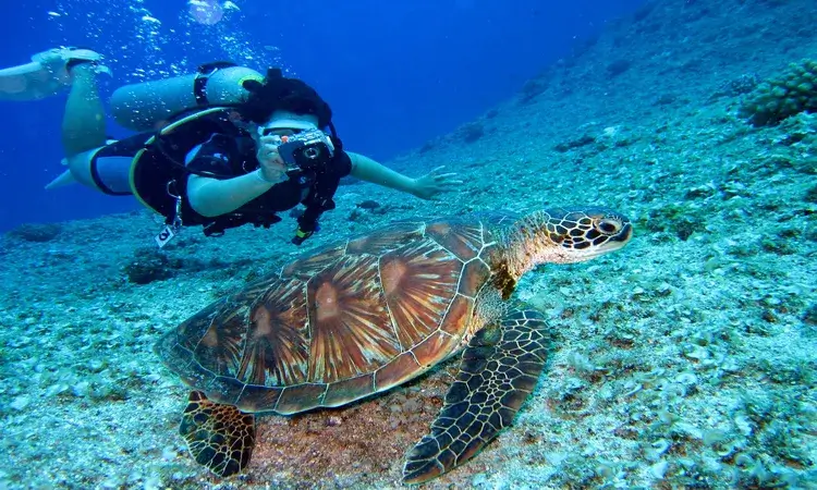 Coral Reefs Maldives